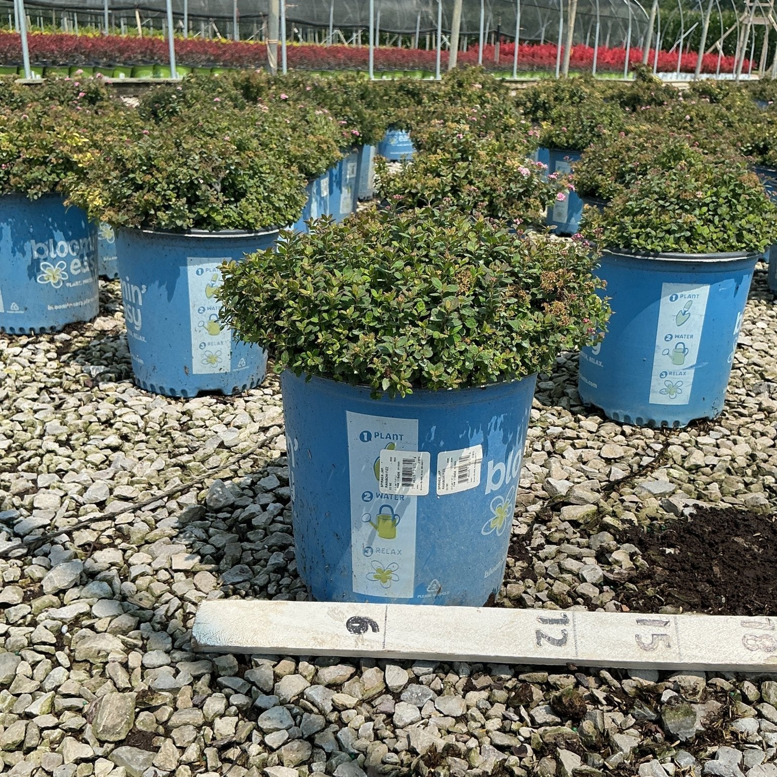 Poprocks Petite Spirea shrubs in blue nursery containers on a gravel bed at a production greenhouse.