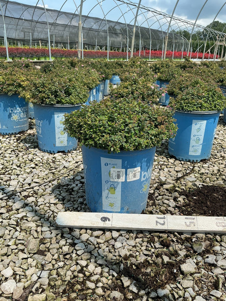 Poprocks Petite Spirea shrubs in blue nursery containers on a gravel bed at a production greenhouse.