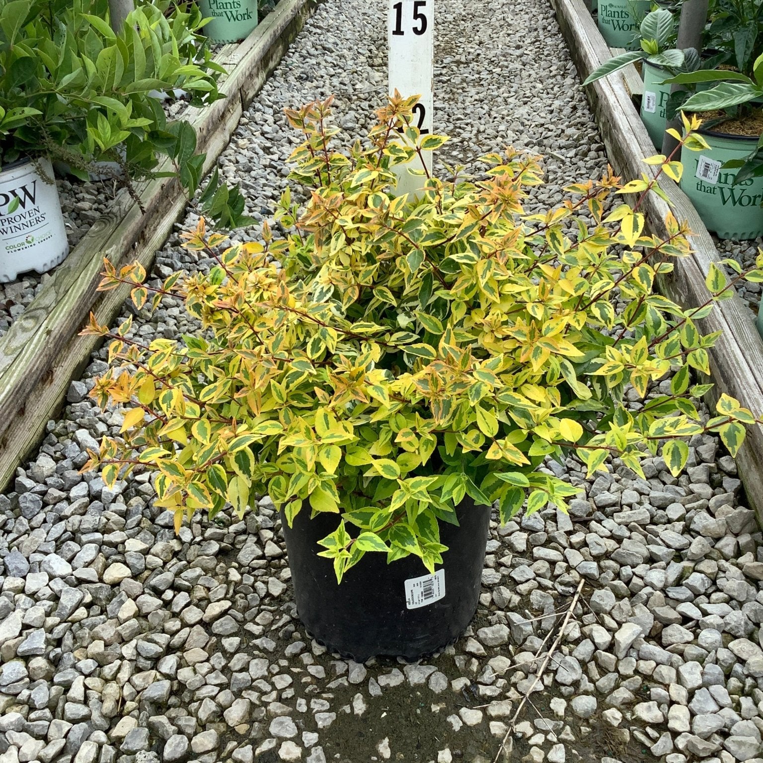 Kaleidoscope Abelia shrub in a #2 container displaying vivid yellow, green, and orange variegated foliage at a nursery.