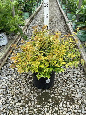 Kaleidoscope Abelia shrub in a #2 container displaying vivid yellow, green, and orange variegated foliage at a nursery.