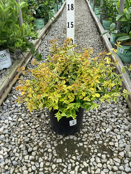 Kaleidoscope Abelia shrub in a #2 container displaying vivid yellow, green, and orange variegated foliage at a nursery.