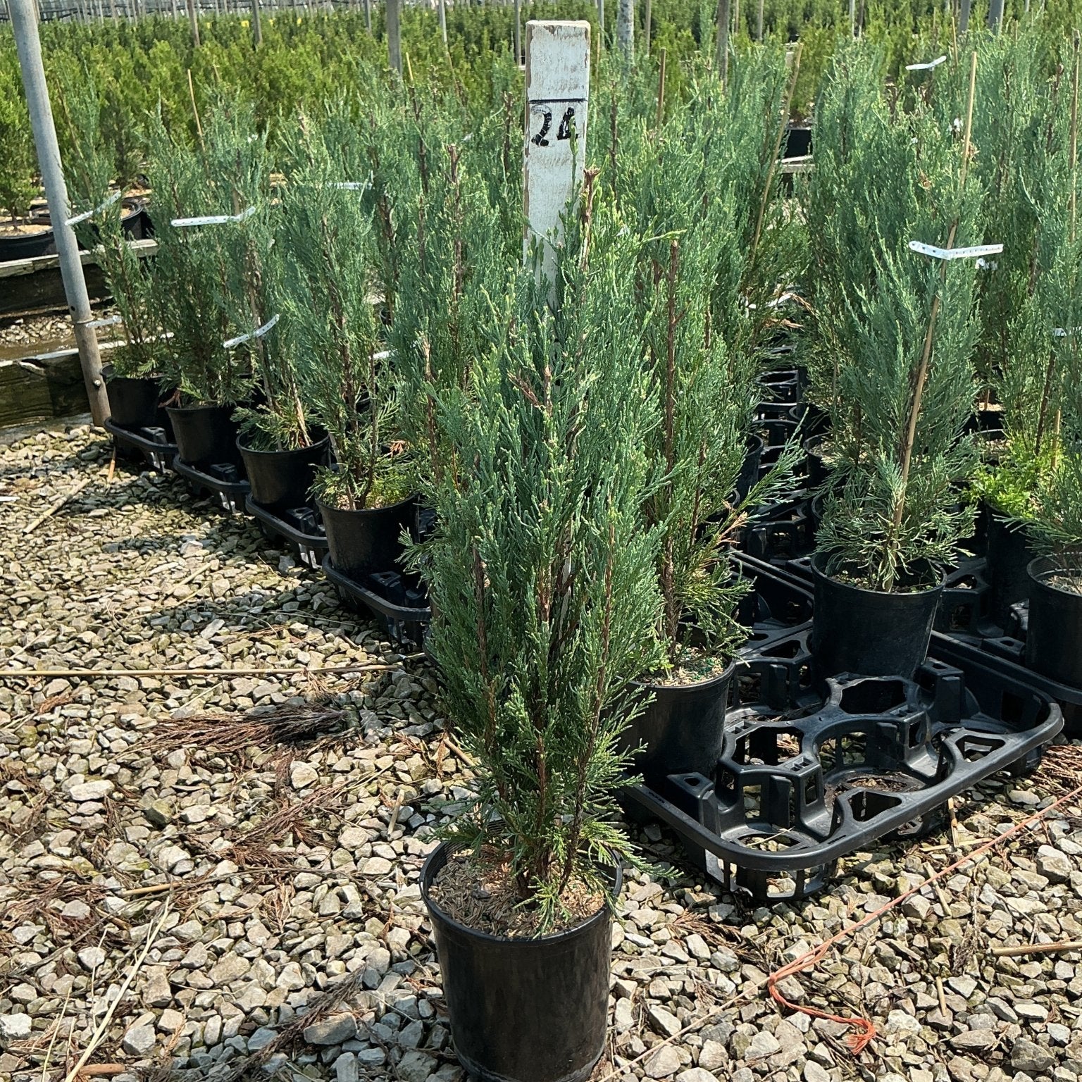 Skyrocket Juniper trees in black #1 containers at a nursery, showing their narrow columnar habit and blue-green foliage.