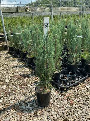 Skyrocket Juniper trees in black #1 containers at a nursery, showing their narrow columnar habit and blue-green foliage.