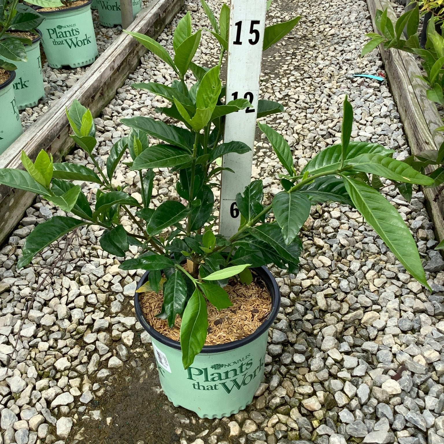 Summer Snow Gardenia shrub in a #1 nursery container displaying dense, glossy green foliage at a garden center.