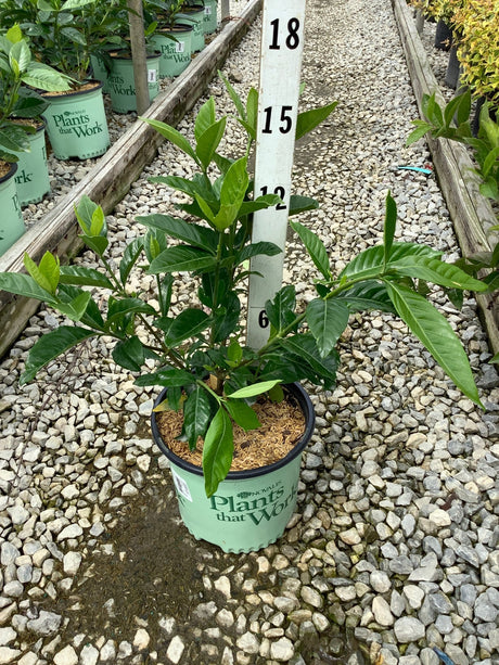 Summer Snow Gardenia shrub in a #1 nursery container displaying dense, glossy green foliage at a garden center.