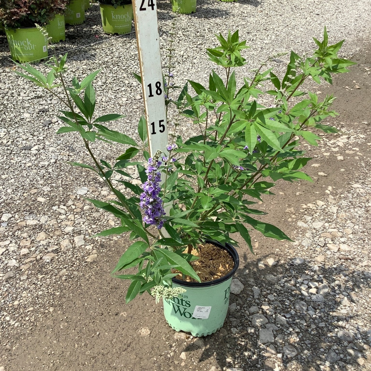 Vitex agnus-castus Chaste Tree in a nursery container with purple flower spikes and lush green foliage.