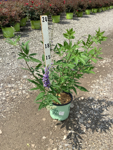 Vitex agnus-castus Chaste Tree in a nursery container with purple flower spikes and lush green foliage.