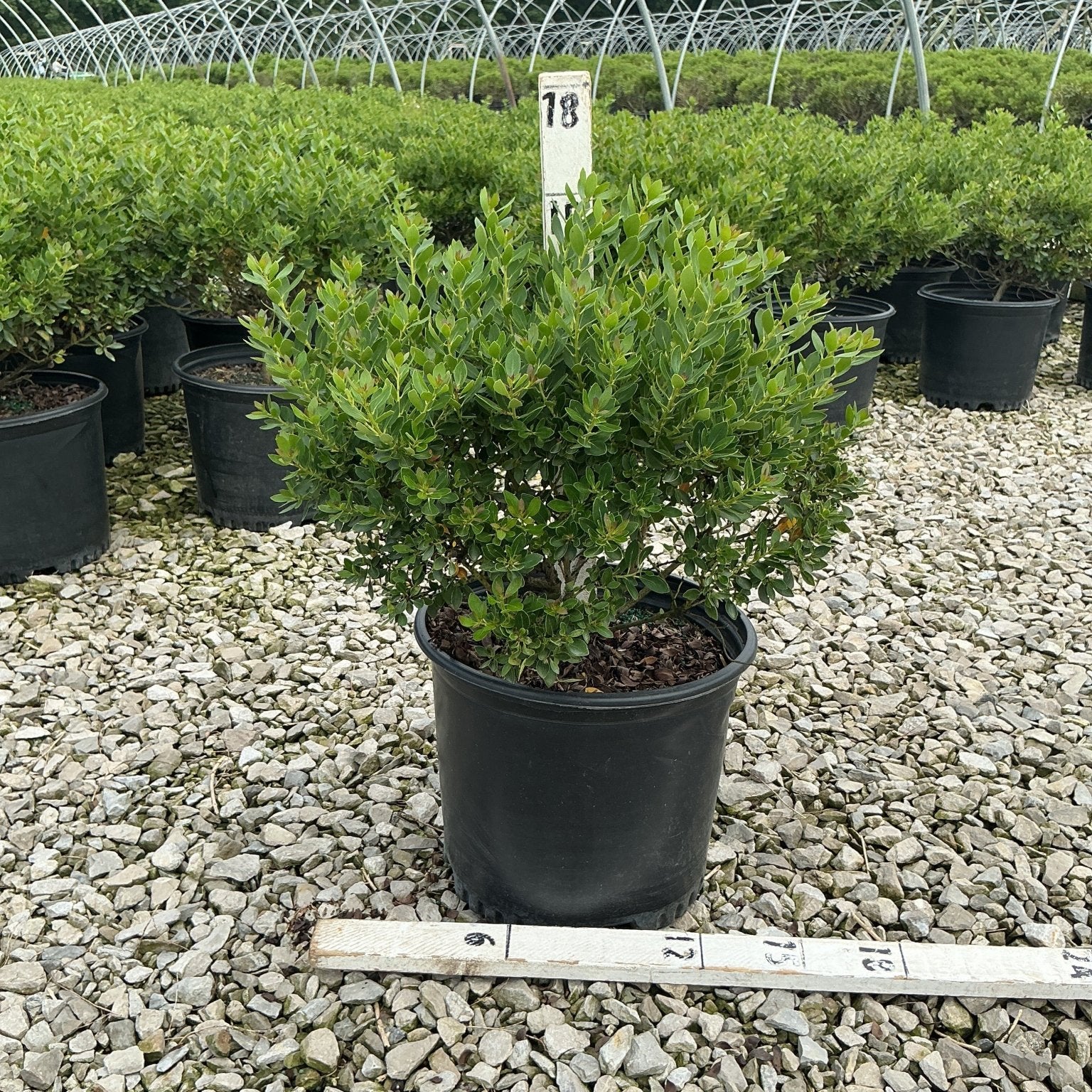 Forever Emerald Inkberry shrub in a #3 black nursery container displayed on a gravel bed at a plant nursery.