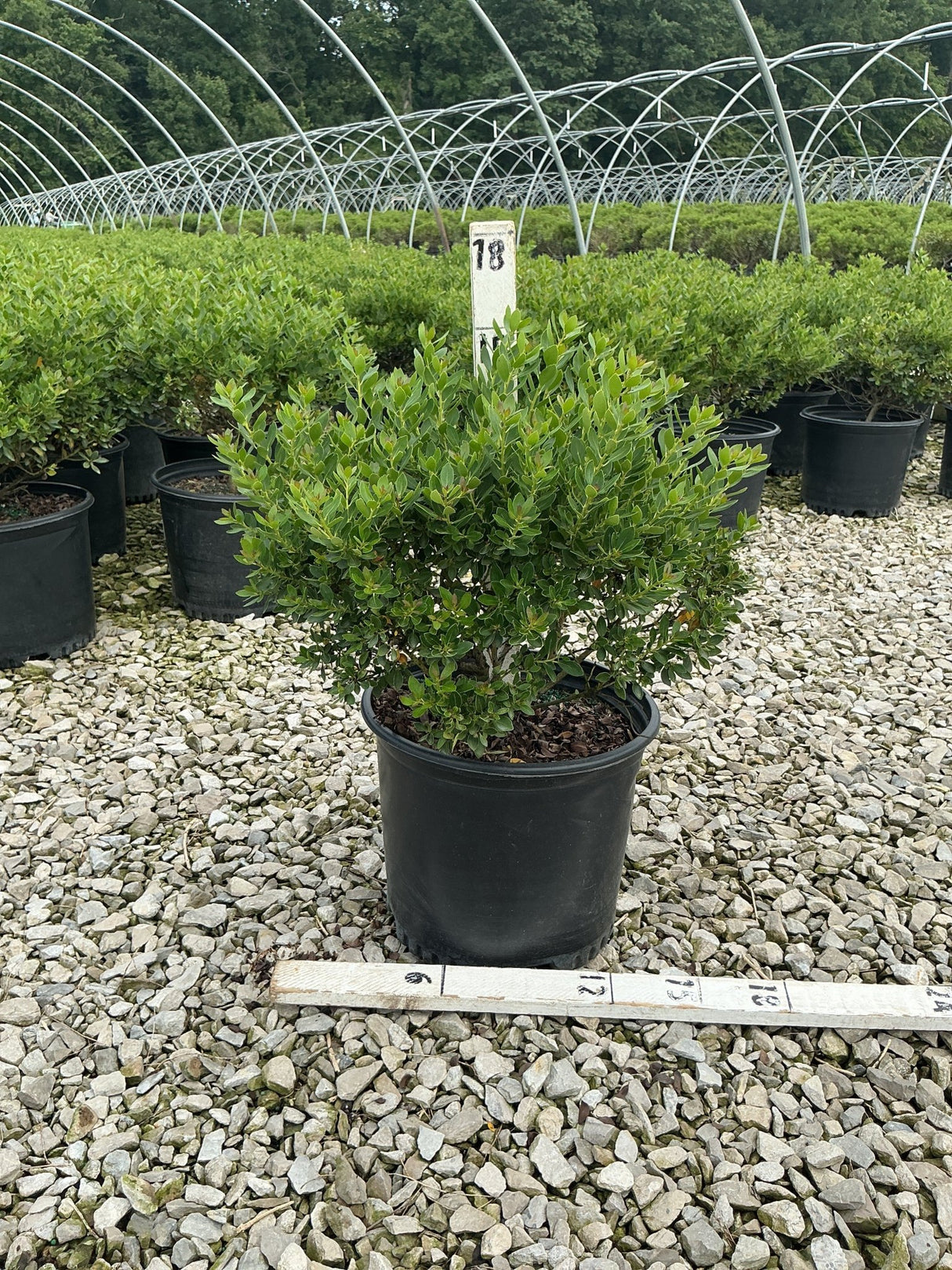 Forever Emerald Inkberry shrub in a #3 black nursery container displayed on a gravel bed at a plant nursery.