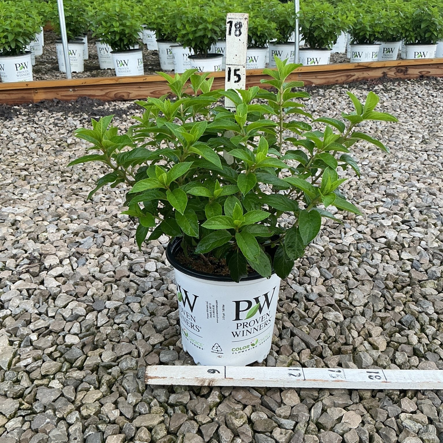 Bobo Panicle Hydrangea in a Proven Winners #2 container showing lush green foliage before blooming, displayed in a nursery gravel bed.