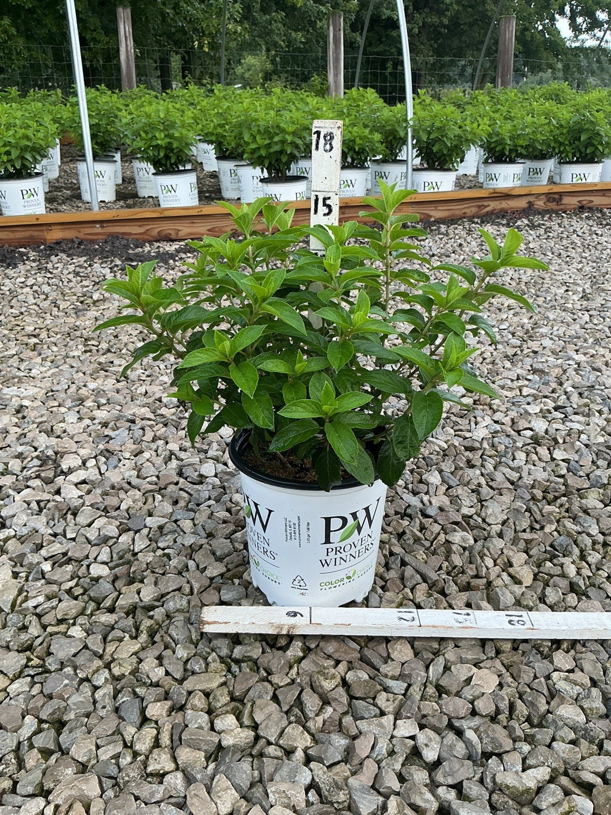 Bobo Panicle Hydrangea in a Proven Winners #2 container showing lush green foliage before blooming, displayed in a nursery gravel bed.