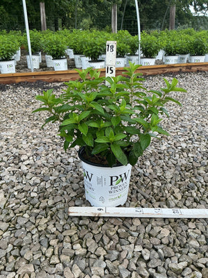 Bobo Panicle Hydrangea in a Proven Winners #2 container showing lush green foliage before blooming, displayed in a nursery gravel bed.