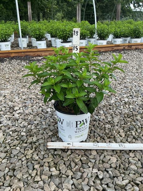 Bobo Panicle Hydrangea in a Proven Winners #2 container showing lush green foliage before blooming, displayed in a nursery gravel bed.