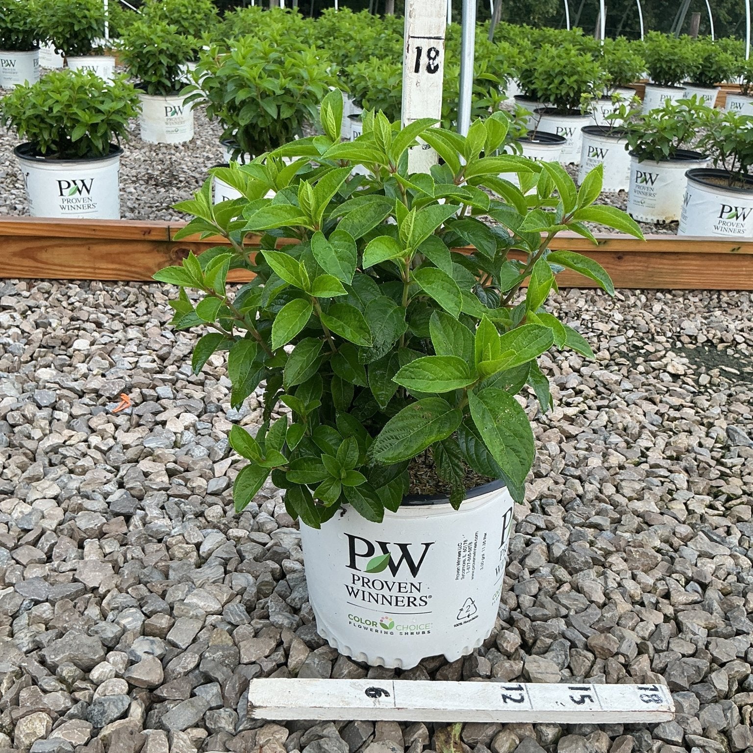 Bobo Panicle Hydrangea shrub in a Proven Winners #3 container displayed on a gravel nursery bed.