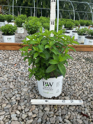 Bobo Panicle Hydrangea shrub in a Proven Winners #3 container displayed on a gravel nursery bed.