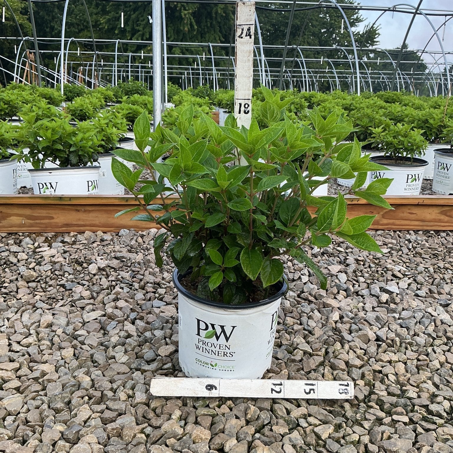Quick Fire Panicle Hydrangea shrub in a #3 Proven Winners container at a nursery, showing lush green foliage before bloom.