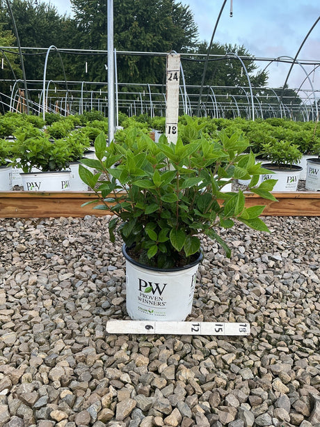 Quick Fire Panicle Hydrangea shrub in a #3 Proven Winners container at a nursery, showing lush green foliage before bloom.
