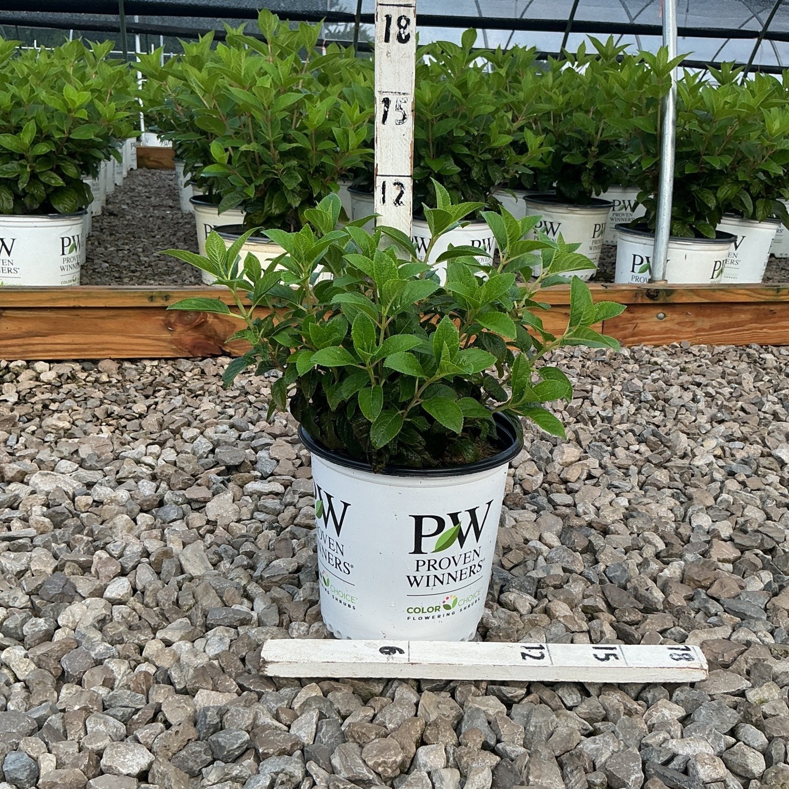 Little Quick Fire Panicle Hydrangea shrub in a Proven Winners #2 container at a greenhouse nursery.