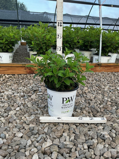 Little Quick Fire Panicle Hydrangea shrub in a Proven Winners #2 container at a greenhouse nursery.
