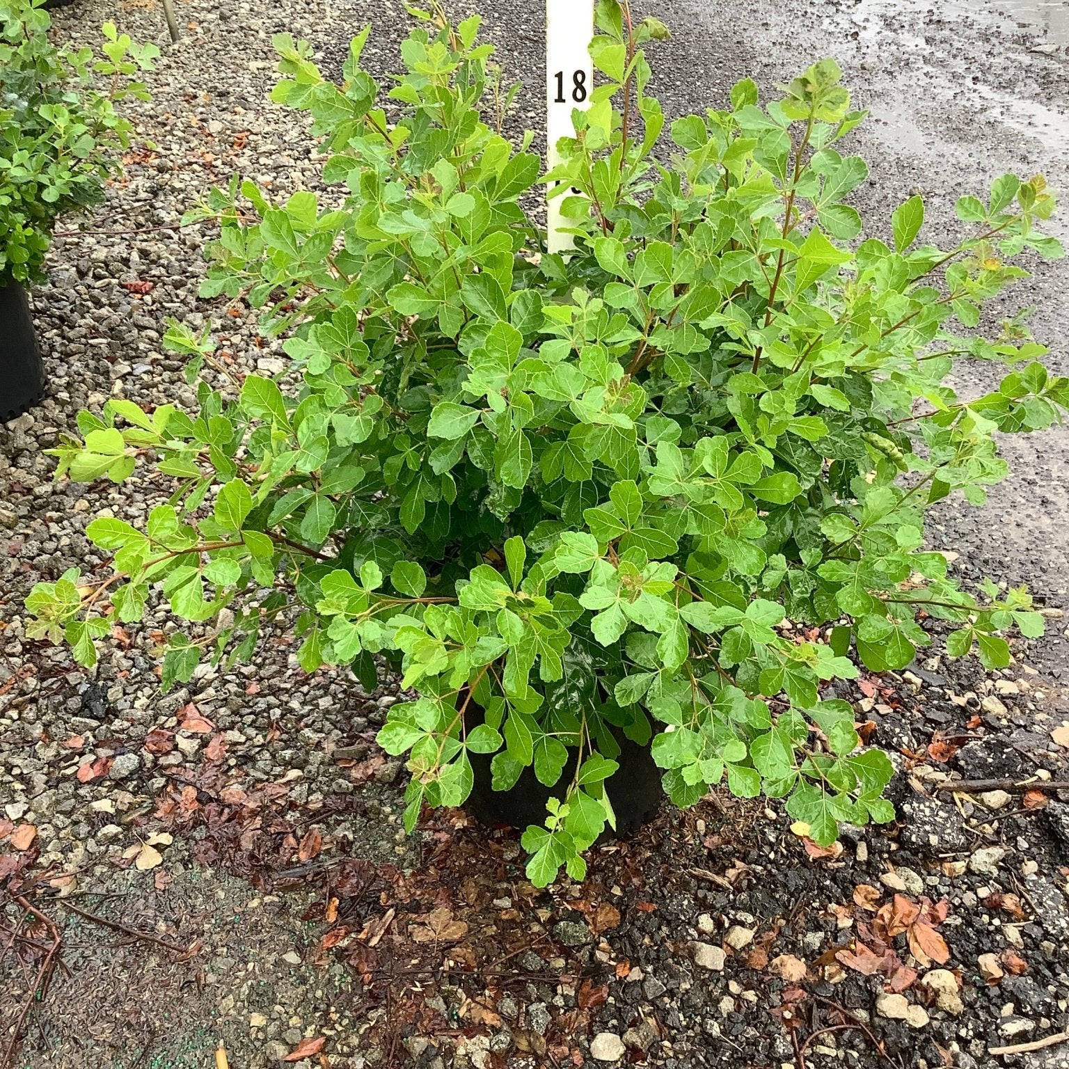 Gro-Low Sumac shrub in a #3 container displaying dense, bright green foliage at a nursery.