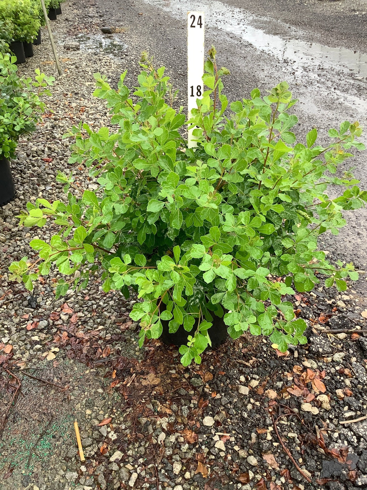 Gro-Low Sumac shrub in a #3 container displaying dense, bright green foliage at a nursery.