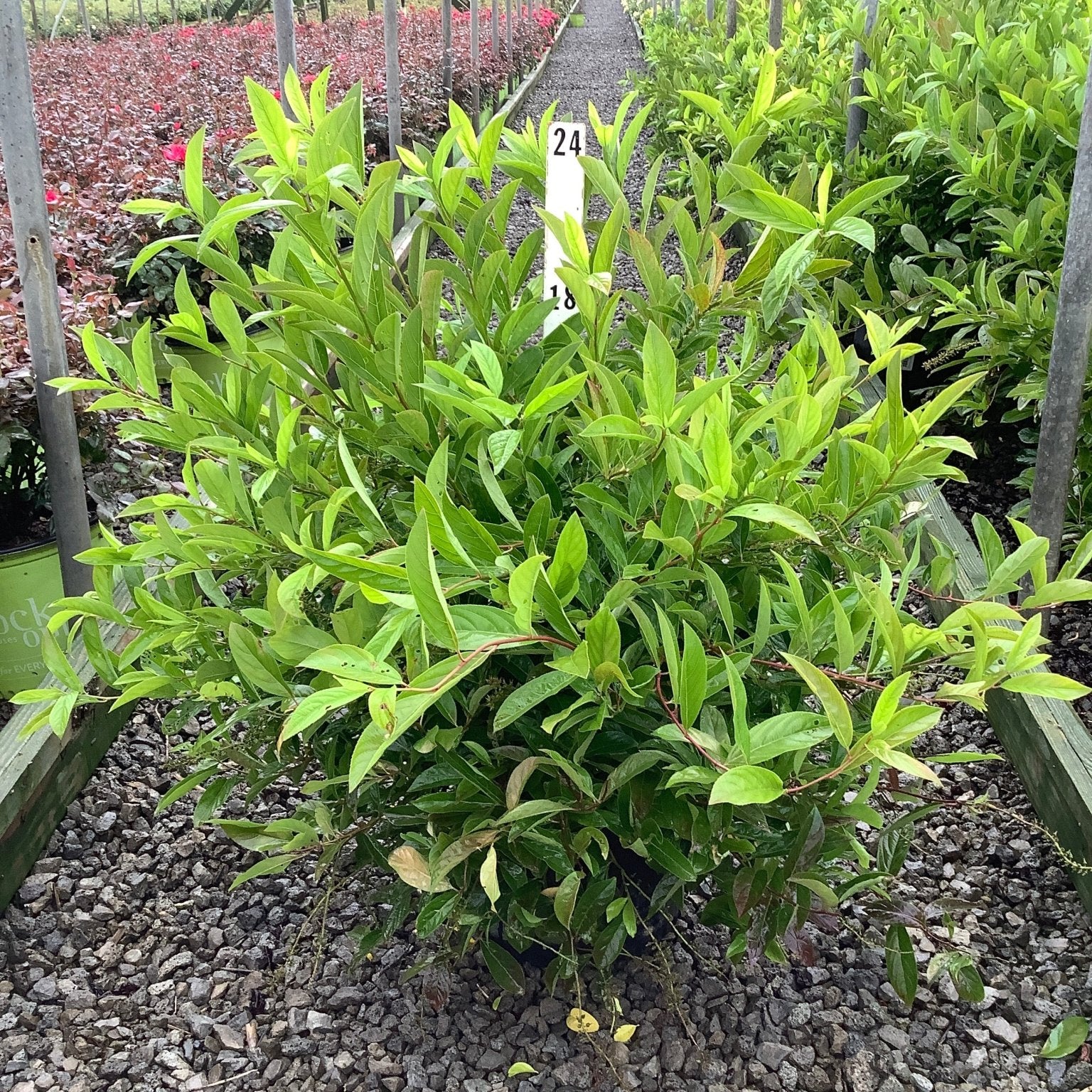 Henry's Garnet Virginia Sweetspire shrub in a #3 container displaying dense bright green foliage at a nursery.