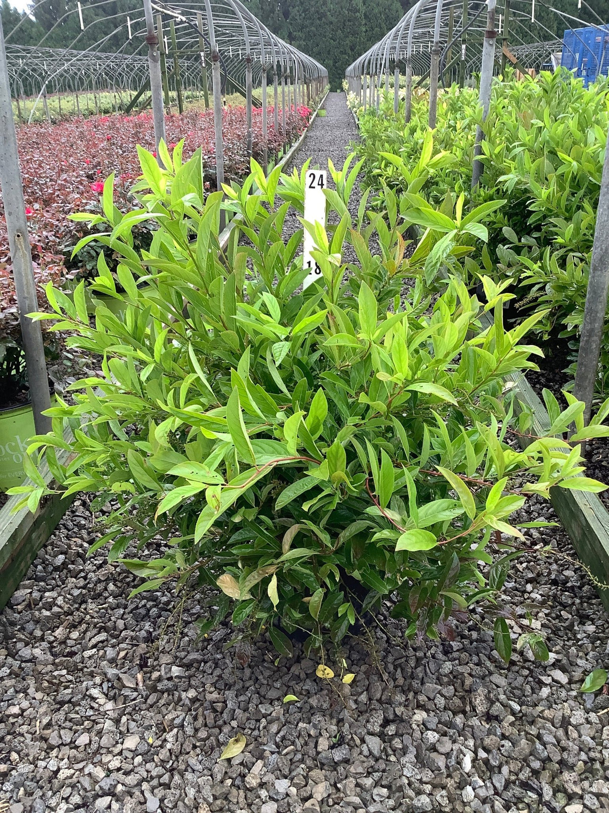 Henry's Garnet Virginia Sweetspire shrub in a #3 container displaying dense bright green foliage at a nursery.