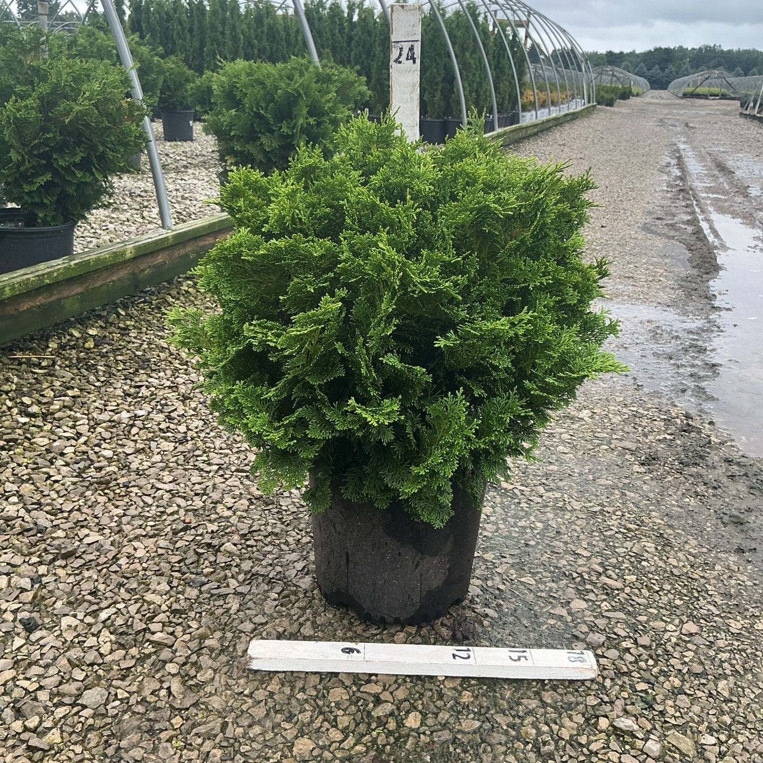Tempelhof Hinoki False Cypress in a #3 container showing a dense, rounded mound of bright green foliage at a nursery.