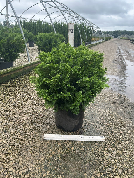 Tempelhof Hinoki False Cypress in a #3 container showing a dense, rounded mound of bright green foliage at a nursery.