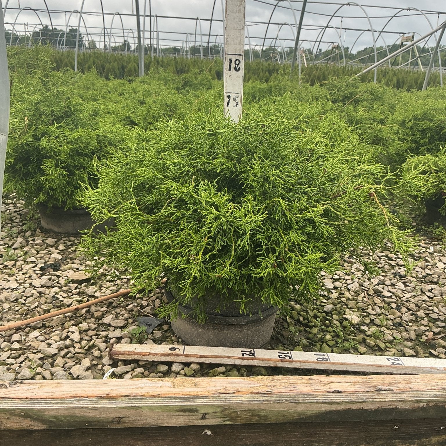 Contorted Hinoki False Cypress shrub in a nursery container, showing dense bright green twisted foliage with a rounded mounding habit.