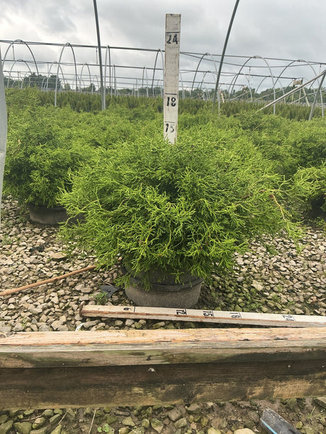 Contorted Hinoki False Cypress shrub in a nursery container, showing dense bright green twisted foliage with a rounded mounding habit.
