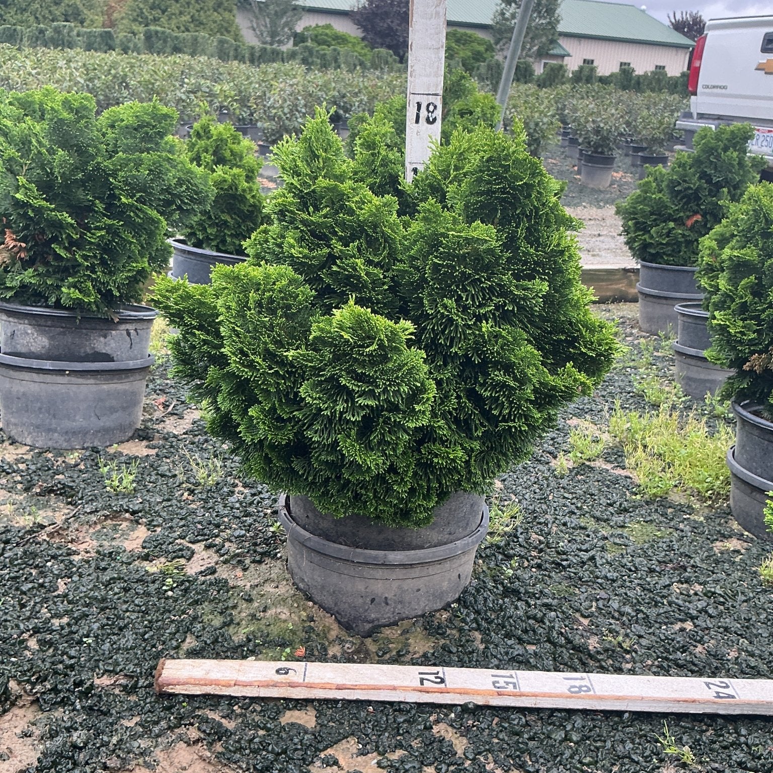 Dwarf Hinoki False Cypress in a nursery container, showing dense dark green mounding foliage with a measurement stake.