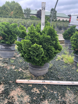 Dwarf Hinoki False Cypress in a nursery container, showing dense dark green mounding foliage with a measurement stake.