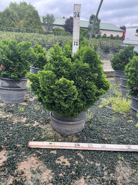 Dwarf Hinoki False Cypress in a nursery container, showing dense dark green mounding foliage with a measurement stake.