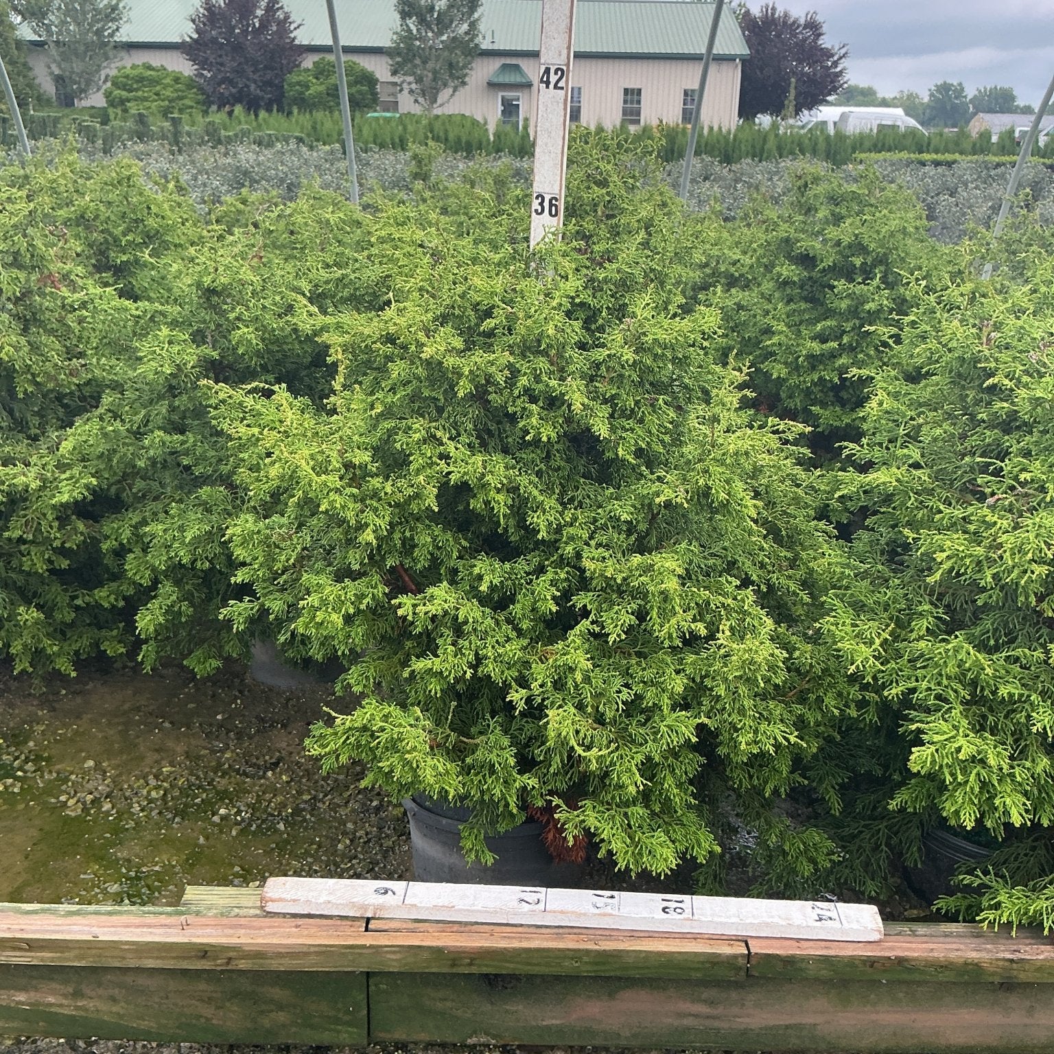 Twisted Hinoki False Cypress in a #3 container at a nursery, showing dense, bright green feathery foliage.