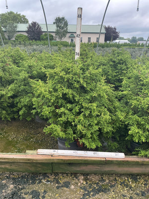 Twisted Hinoki False Cypress in a #3 container at a nursery, showing dense, bright green feathery foliage.