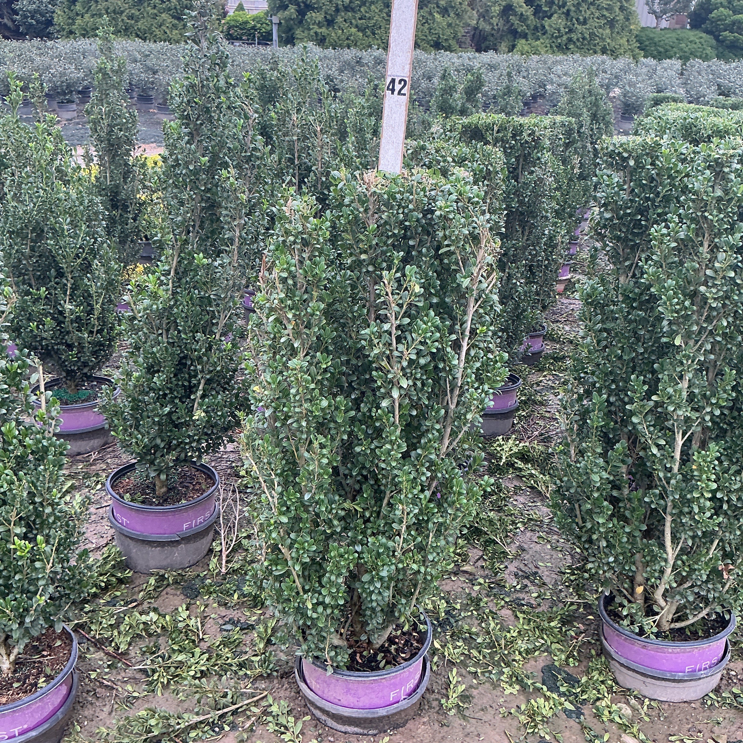 Rows of Chubby Hubby Japanese Holly columnar shrubs growing in purple-banded nursery containers at a garden center.