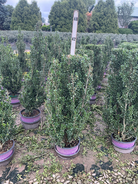 Rows of Chubby Hubby Japanese Holly columnar shrubs growing in purple-banded nursery containers at a garden center.