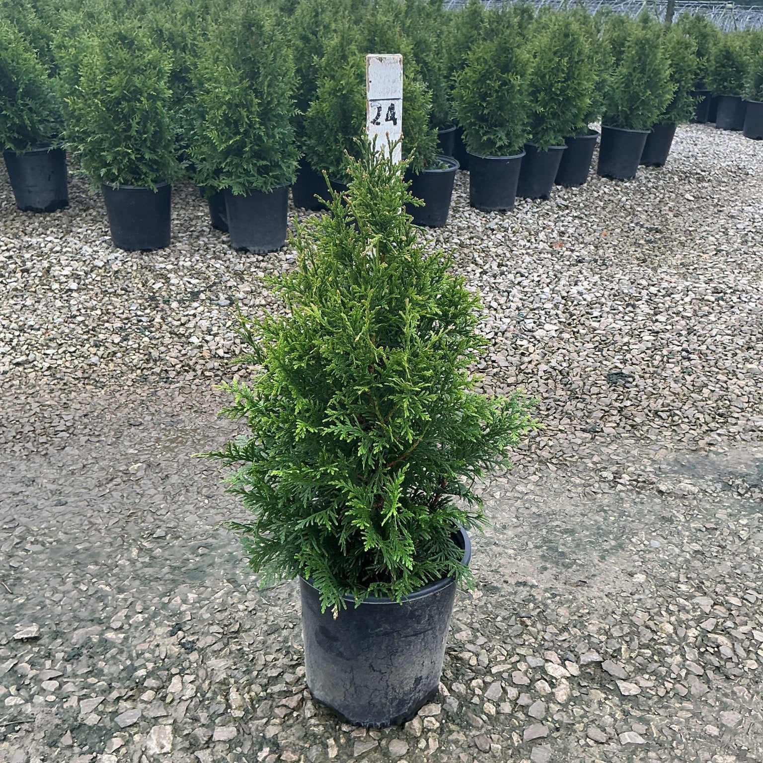 Junior Giant Arborvitae in a #2 black nursery container at a gravel grow yard, showing its dense conical evergreen habit.
