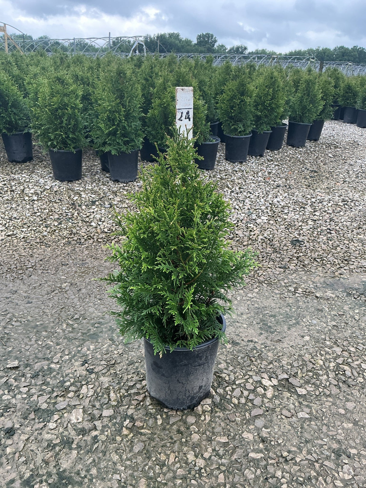 Junior Giant Arborvitae in a #2 black nursery container at a gravel grow yard, showing its dense conical evergreen habit.
