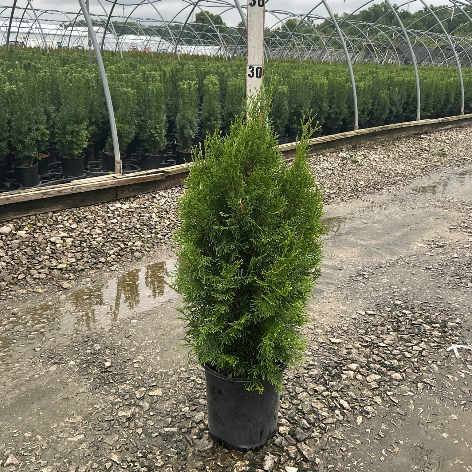 Emerald Green Arborvitae in a #2 nursery container at a greenhouse, showing its dense pyramidal form and bright green foliage.