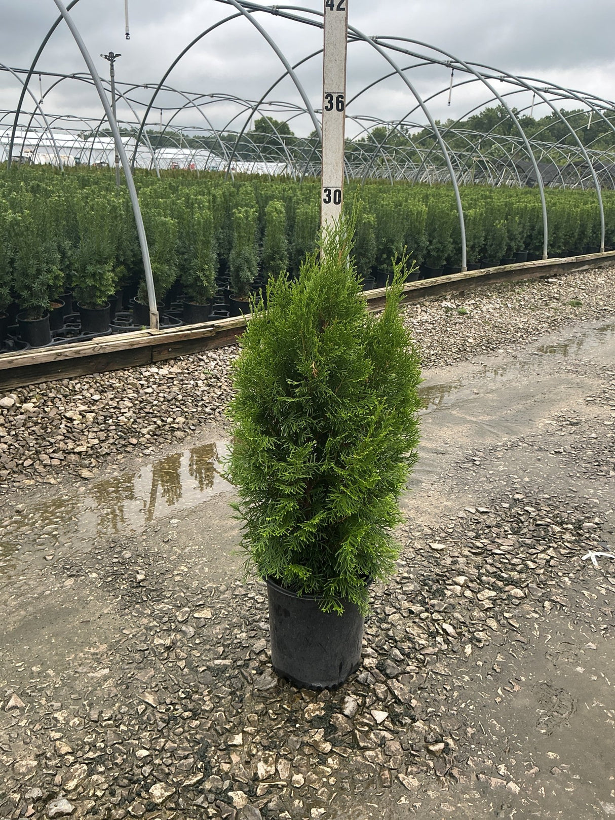 Emerald Green Arborvitae in a #2 nursery container at a greenhouse, showing its dense pyramidal form and bright green foliage.