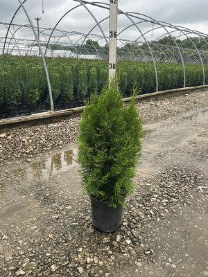 Emerald Green Arborvitae in a #2 nursery container at a greenhouse, showing its dense pyramidal form and bright green foliage.