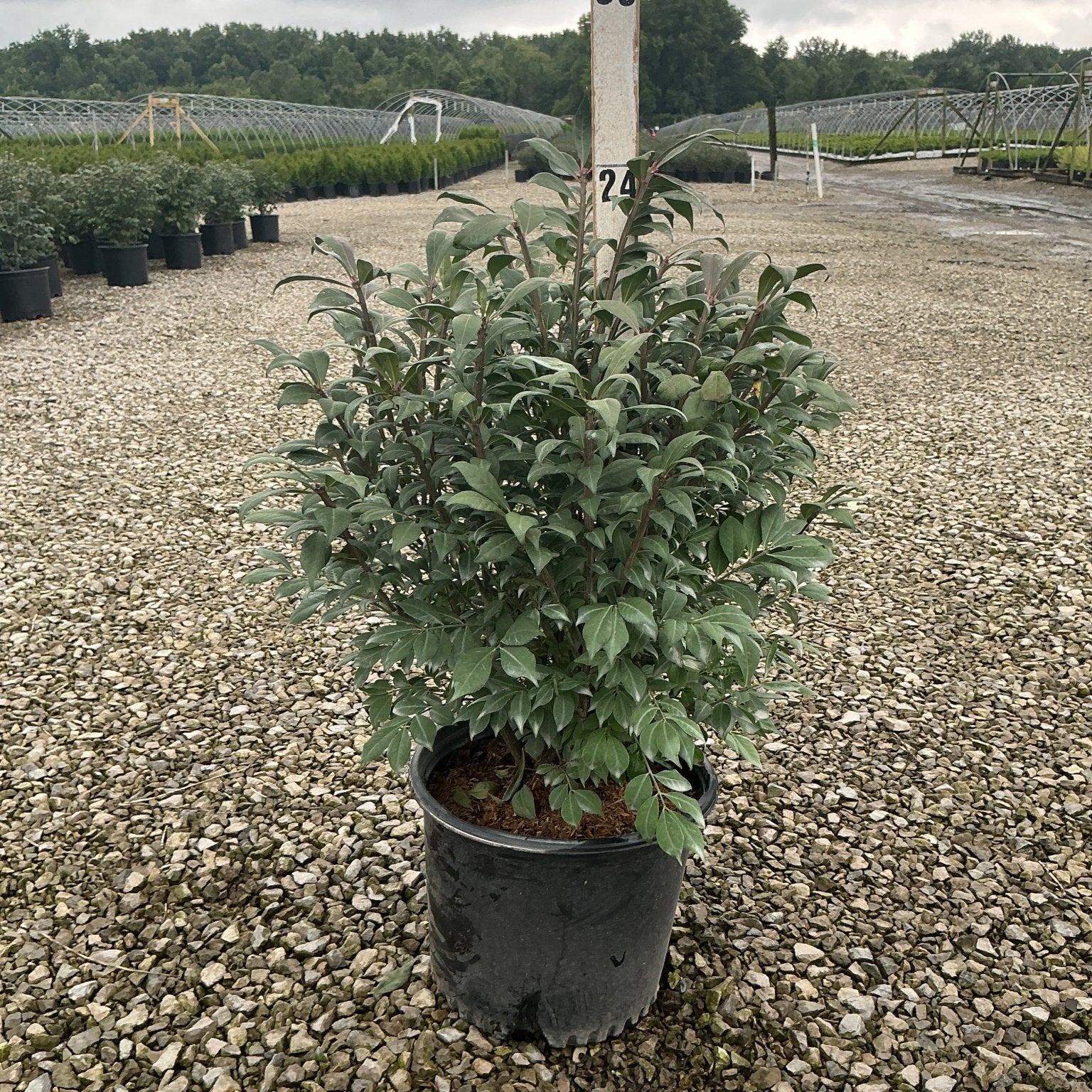 Compacta Burning Bush shrub in a #3 black nursery container, showing dense dark green foliage at a wholesale grower yard.