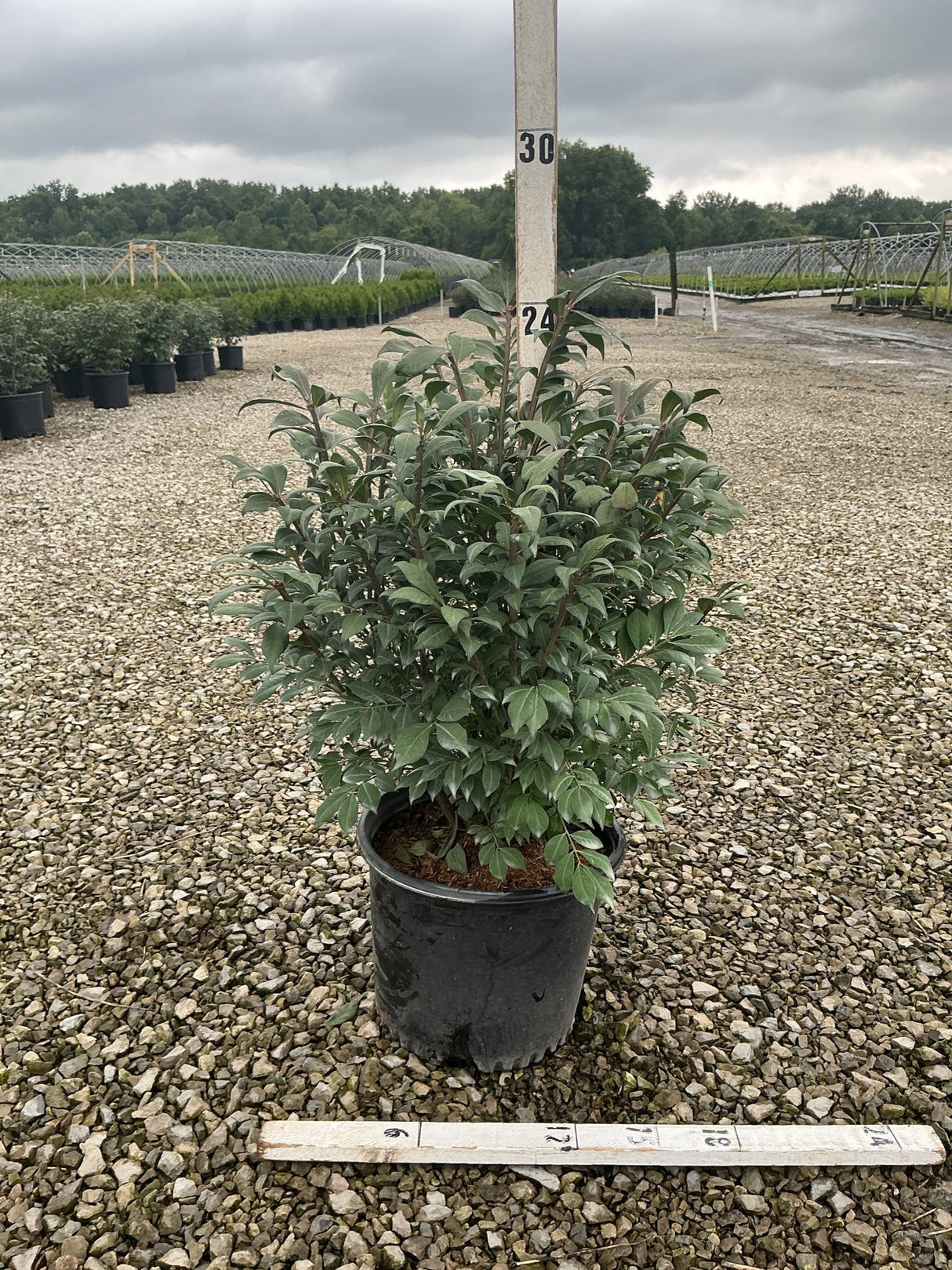 Compacta Burning Bush shrub in a #3 black nursery container, showing dense dark green foliage at a wholesale grower yard.