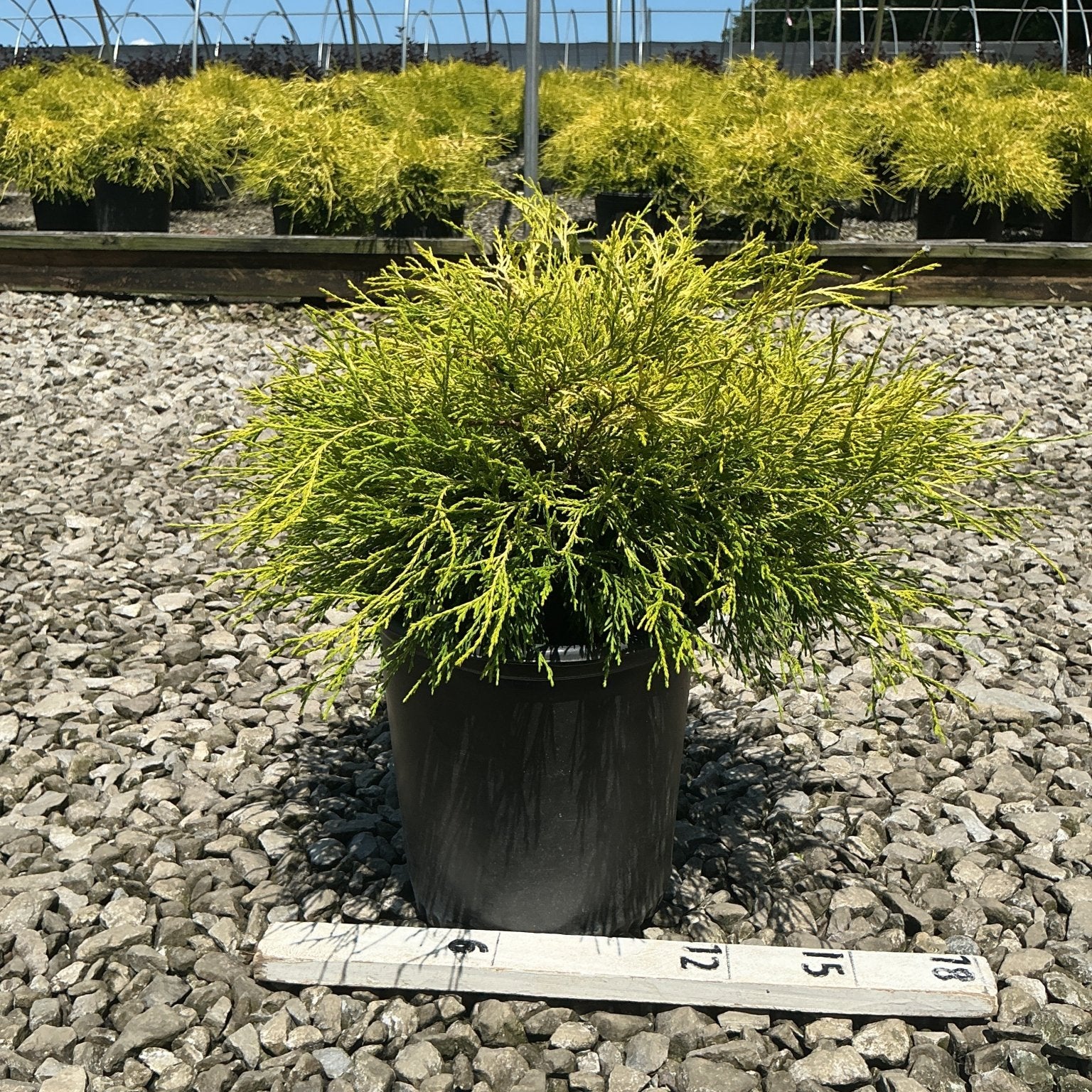 Golden Mop False Cypress in a #2 container showing bright golden-yellow threadlike foliage at a nursery.