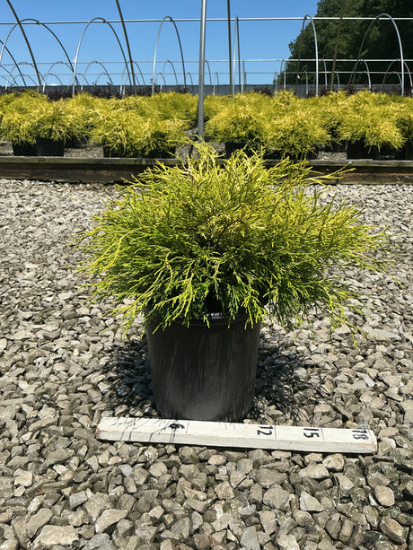 Golden Mop False Cypress in a #2 container showing bright golden-yellow threadlike foliage at a nursery.