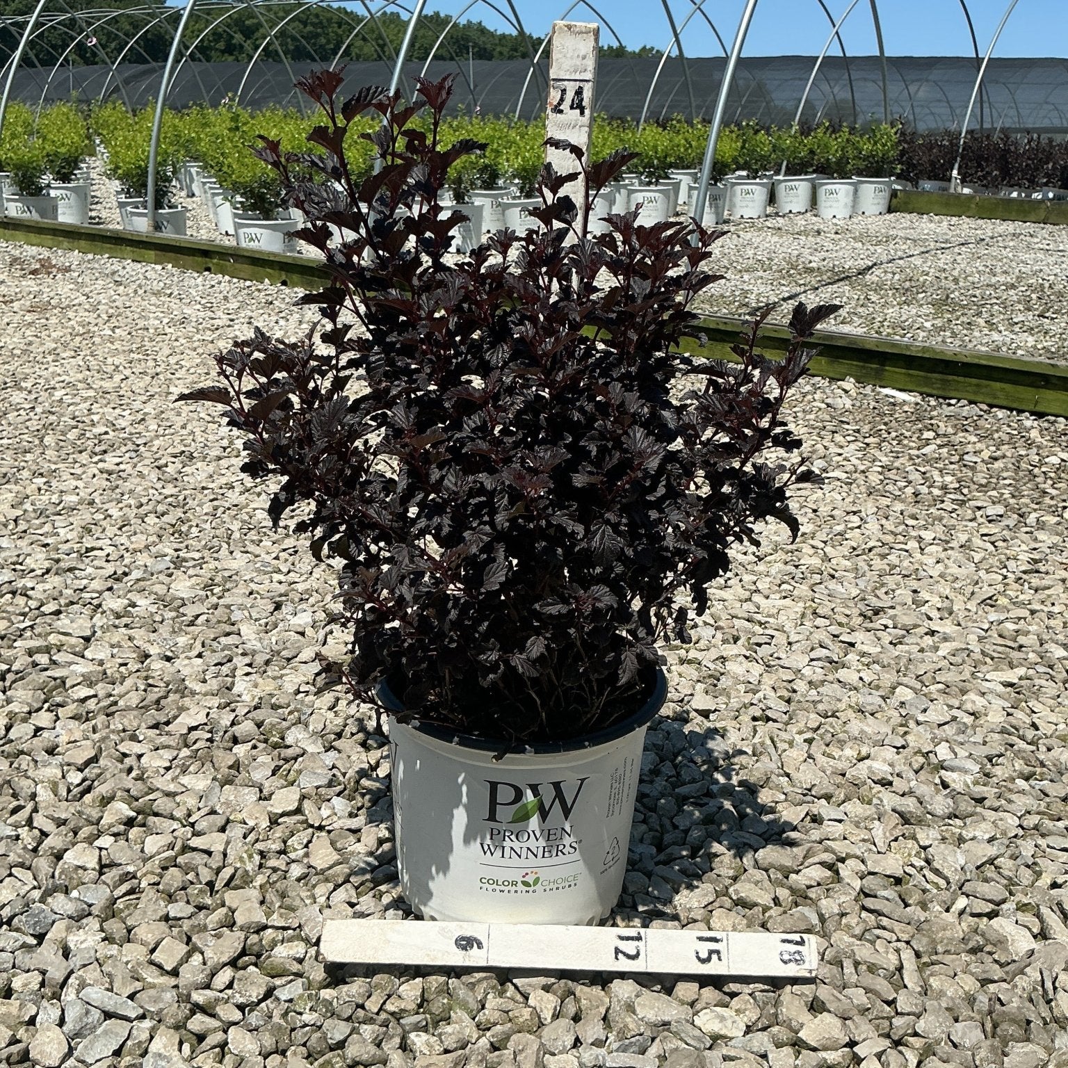 Summer Wine Black Ninebark shrub with deep burgundy foliage in a Proven Winners #3 container at a nursery.