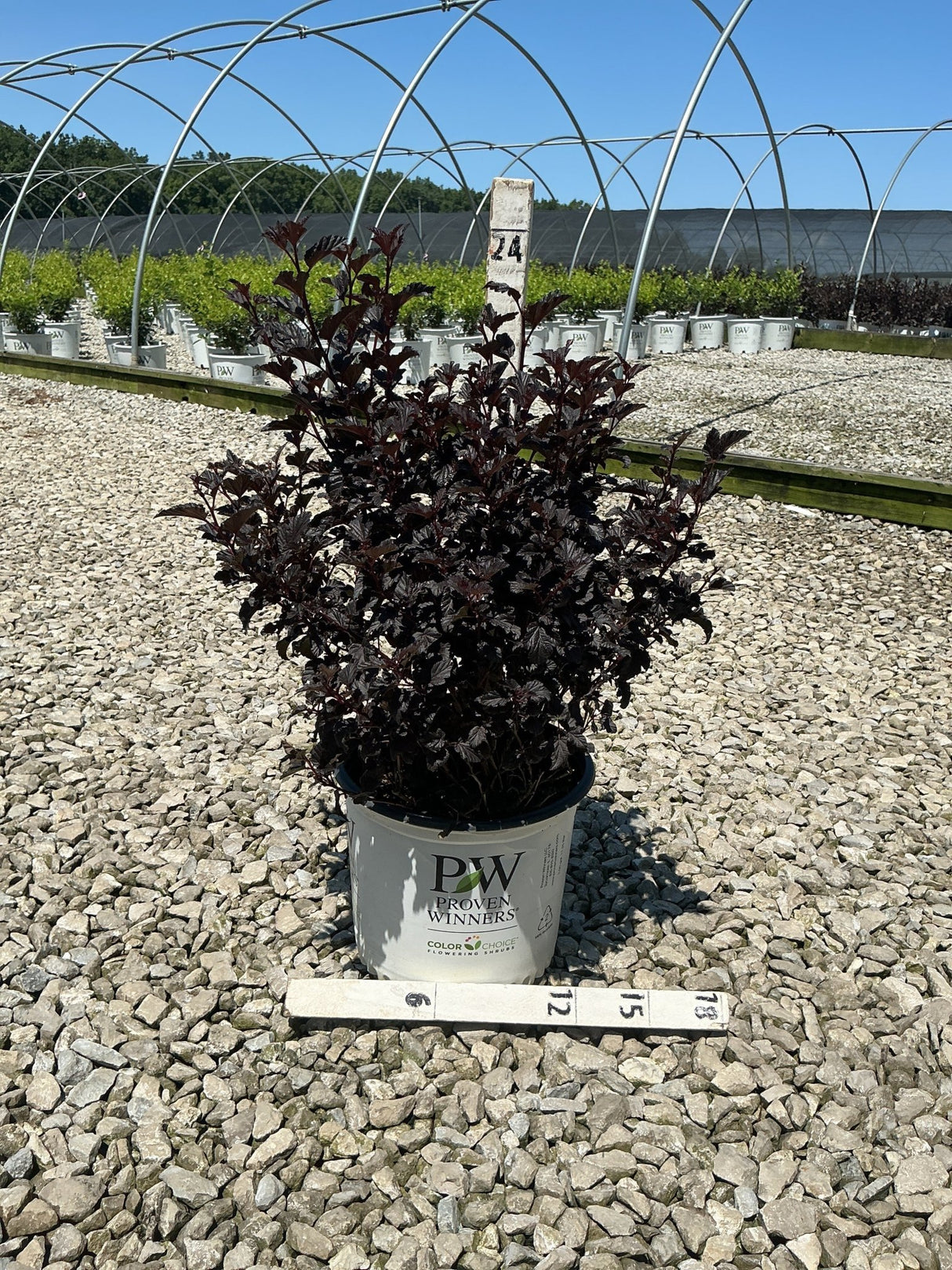 Summer Wine Black Ninebark shrub with deep burgundy foliage in a Proven Winners #3 container at a nursery.