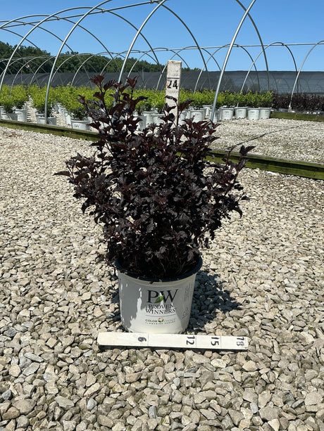 Summer Wine Black Ninebark shrub with deep burgundy foliage in a Proven Winners #3 container at a nursery.